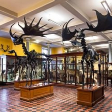 dublino irlanda national museum natural history